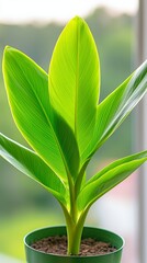 A green plant in a green pot on a window sill