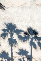 Sticker - A light-colored background with the silhouette of palm leaves on the wall.