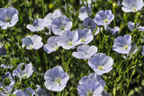 Le lin oléagineux (Linum usitatissimum). Oilseed flax.