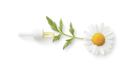 Wall Mural - Chamomile oil droplet falling onto flower.  Studio shot for herbal product packaging.