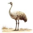 © creative - Detailed Illustration of an Emu Bird, Featuring Exquisite Feather Detail and a Stunning Artistic Style