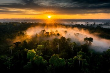 Poster - A vibrant jungle scene at sunrise, with golden light illuminating the mist rising from the forest floor
