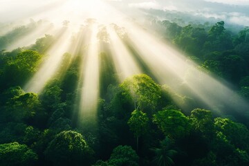 Poster - An aerial view of a sprawling jungle canopy, with patches of sunlight creating a mosaic of light and shadow