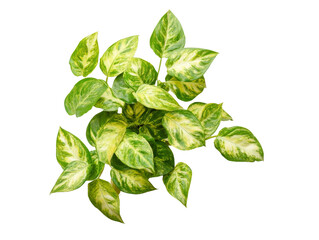 Wall Mural - Glossy green and yellow variegated plant