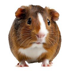 Wall Mural - Brown and white guinea pig sitting