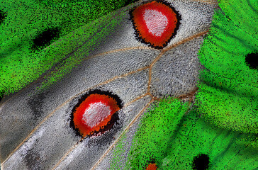 Aufkleber - texture of tropical butterfly wings. abstract pattern of butterfly wings close-up