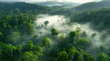 Wall Mural - Serene foggy forest landscape enchanted wilderness aerial view nature photography calm atmosphere tranquil environment