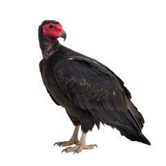 proud turkey vulture with striking features