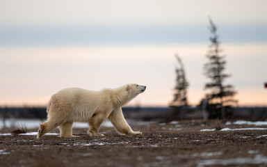 graceful walk