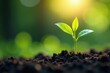 © sawaratch - New life emerges, soft sunlight filters through leaves, tiny plant, plant, sprout