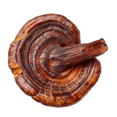 reishi mushroom isolated on transparent or white background