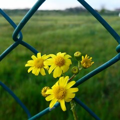 yellow flowers on a net