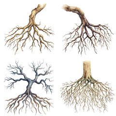 exploring root structures of trees nature illustration botanical environment artistic perspective na