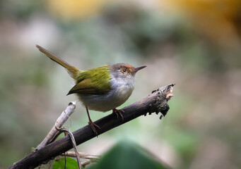 Wall Mural - Common tailorbird  sitting on a tree.this photo was taken from bangladesh.