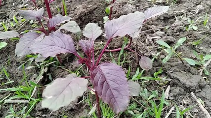 Wall Mural - Amaranthus dubius red spinach natural vegetable plants