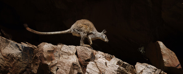 Wall Mural - kangaroo