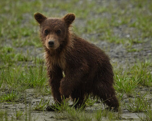 alaskan brown bear cub