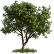 © waqar - tree isolated on transparent background tree bag png