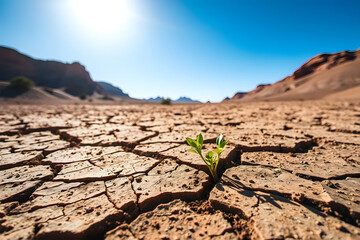 Small green sprout breaks through the cracked earth of an arid landscape under a bright blue sky with the sun shining down. The plant’s green leaves stand out against the dry, barren land.