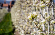 © ADDICTIVE STOCK - Apple trees in bloom in a Swiss village during spring