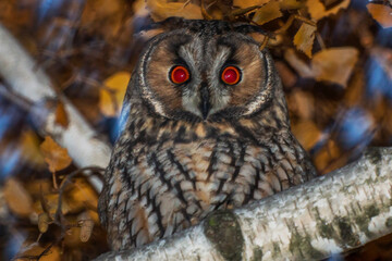 a long-eared owl sits on a tree branch among orange leaves in the evening close-up and looks at the 
