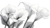 Monochrome illustration of elegant calla lilies.