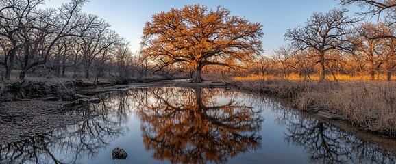 Poster - Majestic oak tree reflected in calm river water during autumn sunset.