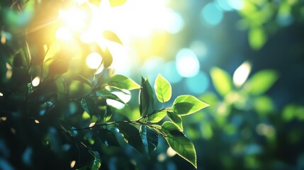 Blurred bokeh background of fresh green spring, summer foliage of tree leaves with blue sky and sun flare