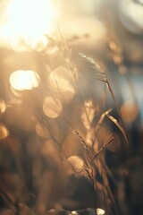 Poster - Golden sunlight glistens on grass during sunset casting a warm glow in the field