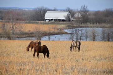 Wall Mural - Horses in a Farm Field