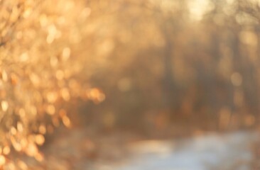 Poster - Blurred autumn forest background with sunlight.
