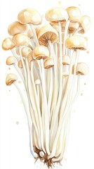 Watercolor Enoki Mushrooms Isolated on White Background, ideal for food, culinary, and healthy eating concepts