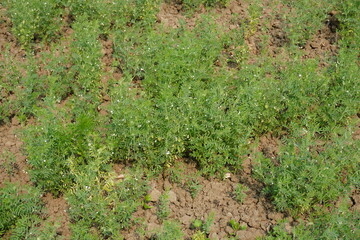 Lentil plants with its tiny white flowers in the agricultural field