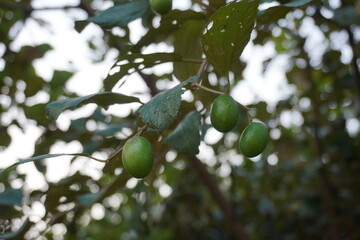 Indian jujube is hanging from its tree