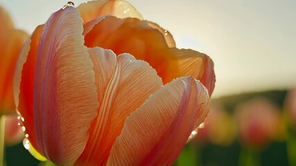 Wall Mural - Vibrant orange tulip blossoms illuminated by morning sunlight in a flower field with dew droplets