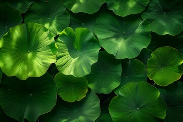 Poster - Vibrant green leaves form a captivating natural pattern, illuminated by sunlight, creating a serene and textured scene