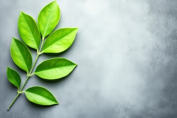 Floral minimalist design featuring eucalyptus on a white background, incorporating aroma therapy. Provides space for copy