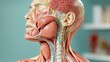 © Koh's Smart - This detailed representation of the neck and throat area highlights the intricate network of muscles, cartilage, and glands that work together to facilitate breathing, swallowing, and speaking