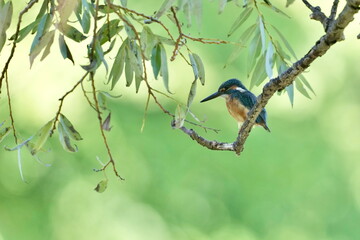 Wall Mural - common kingfisher in a forest