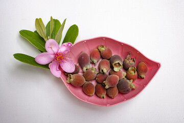 Photo of kemunting or karamunting with pink flowers on white background