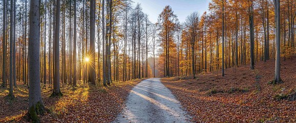 Poster - Scenic autumn forest path at sunset.