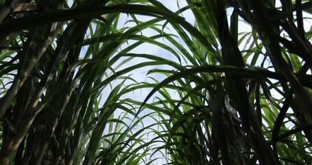 Wall Mural - Sugarcane field with plants growing