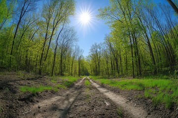 Wall Mural - sunlit path through lush green forest. perfect for travel, nature, and spring themes.