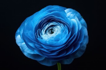 Wall Mural - A close-up shot of a single blue ranunculus flower in full bloom, beautifully illuminated on a dark black background.