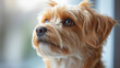 © fangphotolia - Puppy Gaze: A close-up portrait of a small, furry dog with a curious and attentive gaze. The dog's soft, brown fur and expressive eyes create a sense of warmth and tenderness.