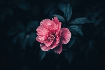 Wall Mural - A stunning visual of a pink peony flower blossoming fully, set in sharp contrast against a black backdrop.