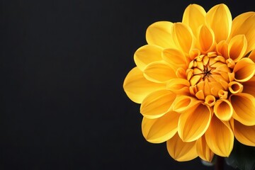 Wall Mural - A high-resolution close-up of a blooming yellow dahlia flower, showcasing vibrant petals against a black background.