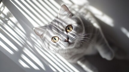 Poster - Silver and white cat relaxing under window blinds with sunlight creating striking shadow patterns on its fur