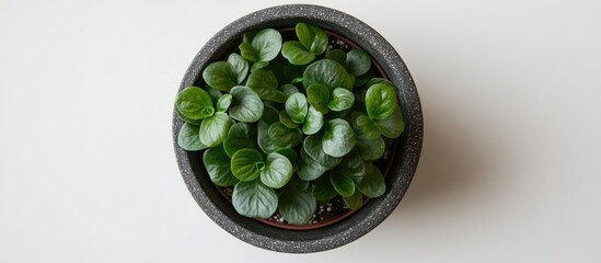 Poster - Peperomia plant in decorative pot top view showcasing lush green leaves against a minimalist white background for interior decor inspiration