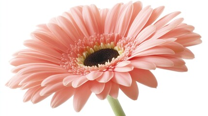Aufkleber - Pink gerbera daisy flower on a white background showcasing delicate petals and vibrant colors ideal for floral marketing and design projects
